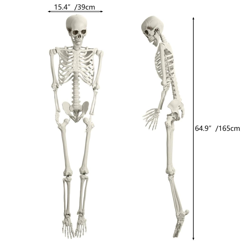 5.4ft Posable Plastic Skeleton Y2593