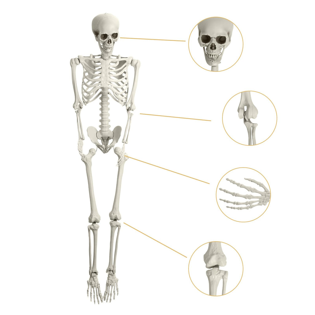 5.4ft Posable Plastic Skeleton Y2593