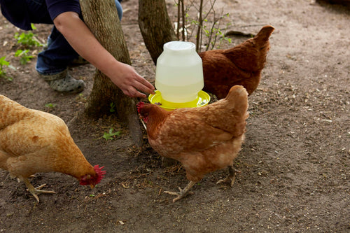 1 Gallon Yellow Plastic Poultry Waterer Z1826